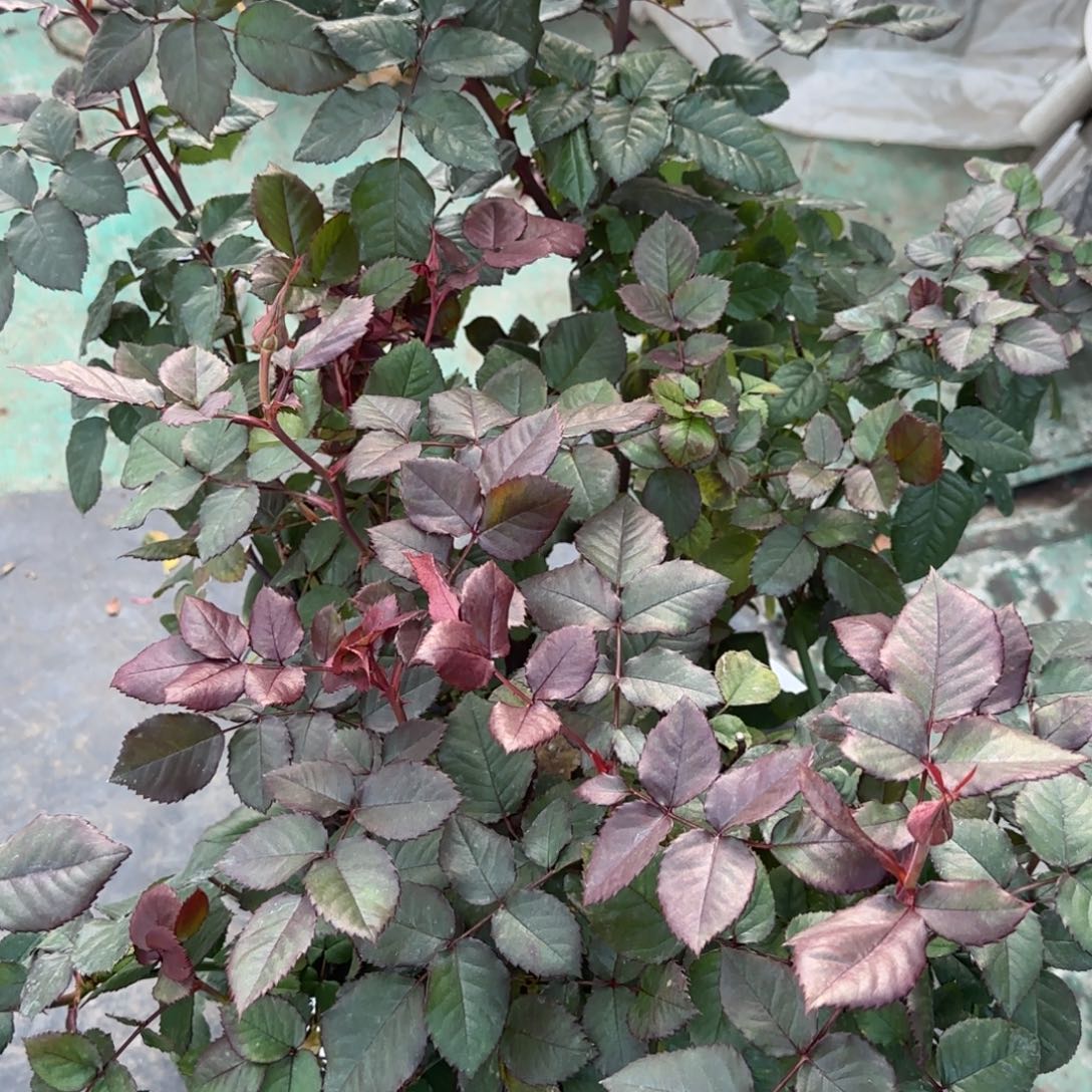 完全开放精品月季花