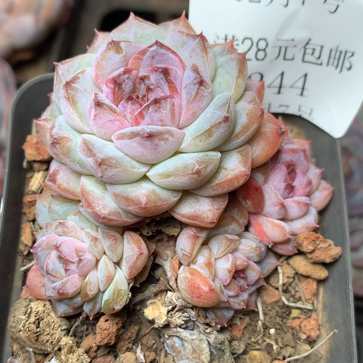 【闪购商品】云244号