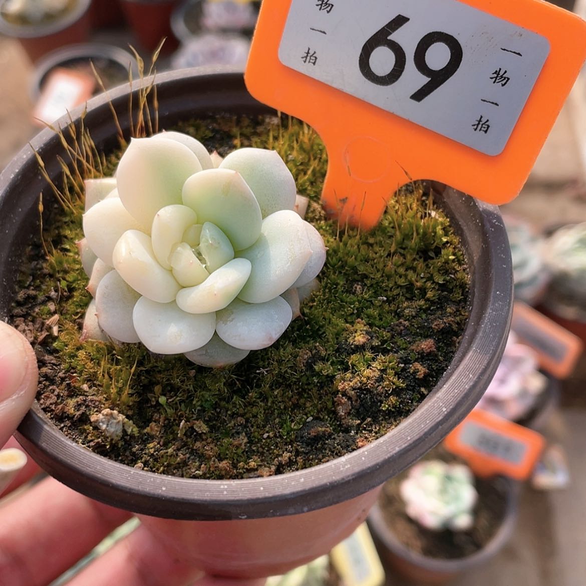 【闪购商品】69号的