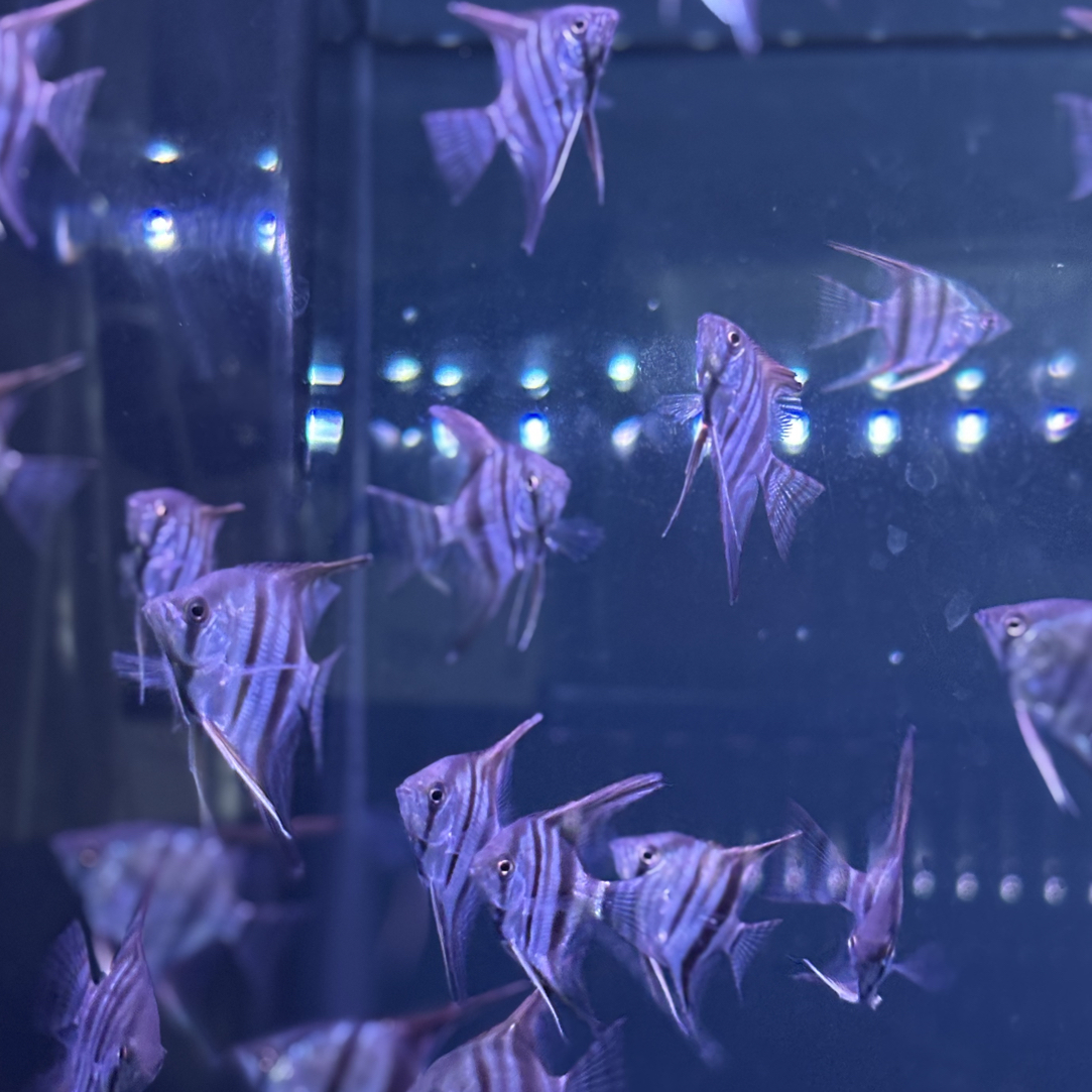 精品神仙鱼～小伊莎贝尔神仙