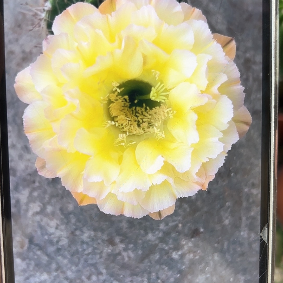 彩草青青蛋挞5.5-6公分左右