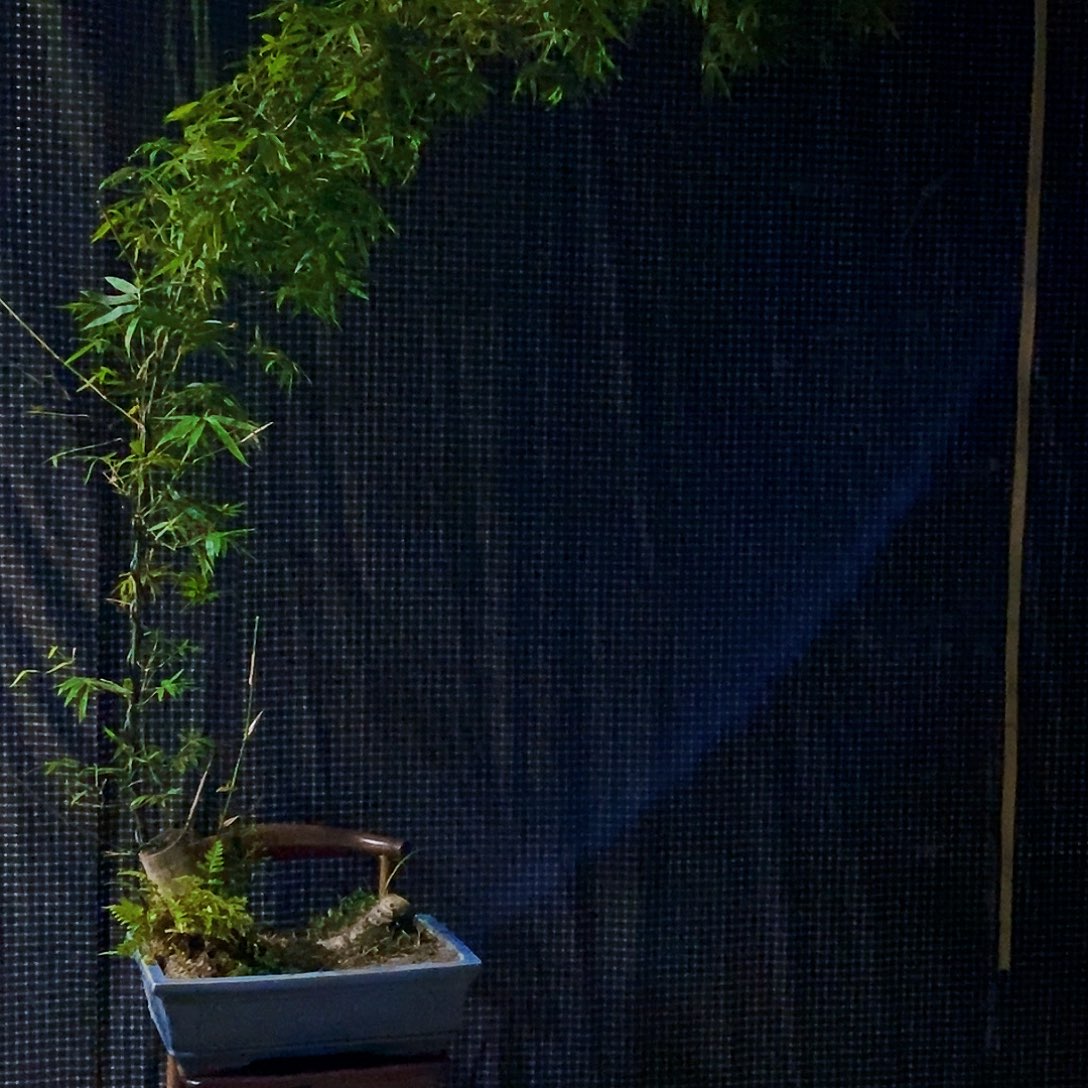 小叶簕竹一物一拍