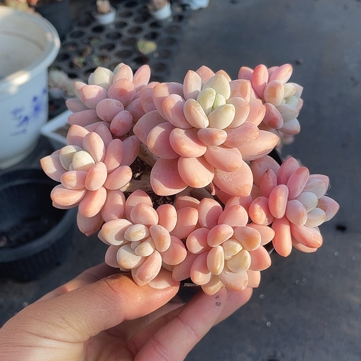 君***兰香草洛神带盆发货