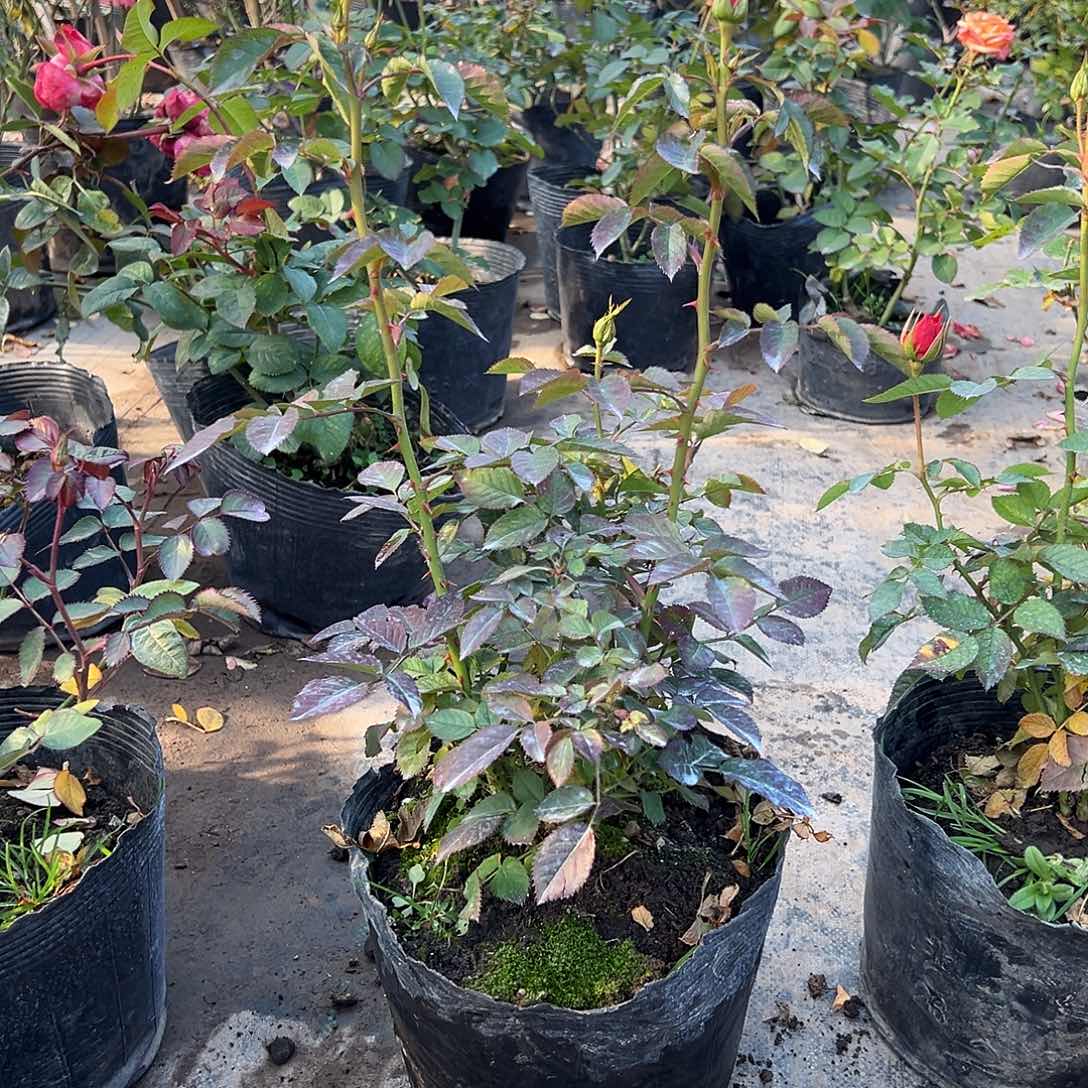 当前无花栽培后可以开花