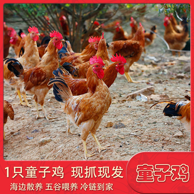 [两只]海边散养童子鸡鲜香嫩白切红烧爆炒新鲜净膛无内脏