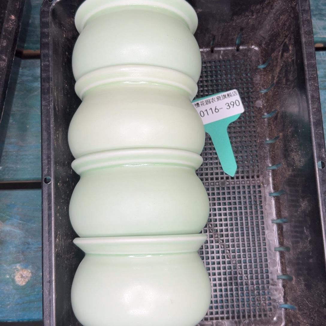 多肉精选编号0116.390