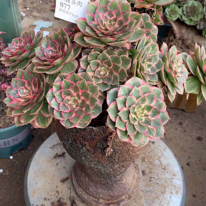 077莲花座多肉植物