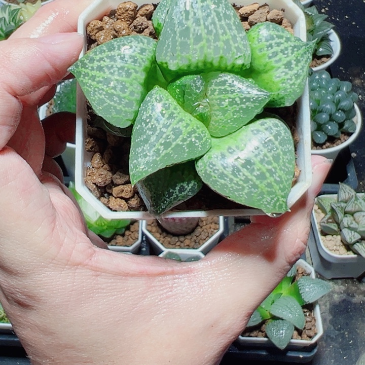 绿胖子多肉植物阿阿