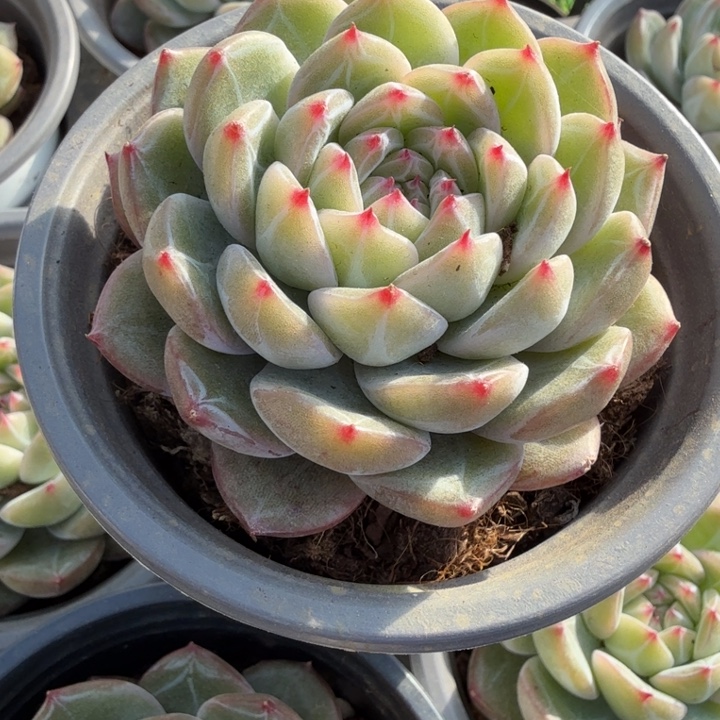 雪花珍妮。                    