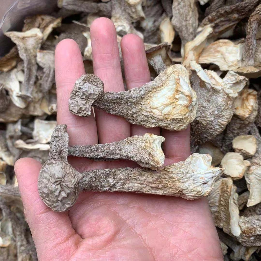 【高海拔鹿茸菇】自然生长 无任何添加 无硫磺熏染 人工采摘