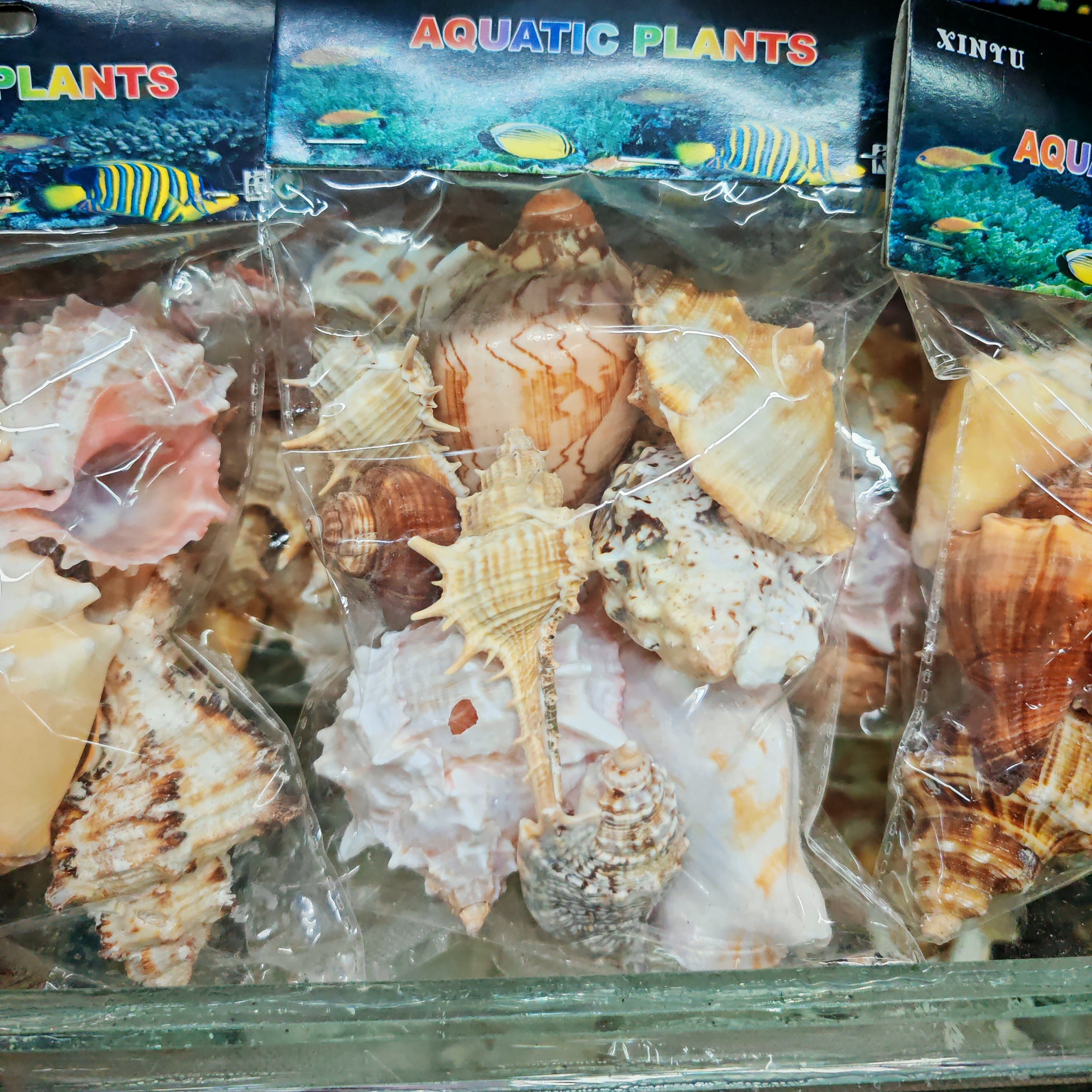 新疆包邮天然贝壳海螺海星珊瑚鱼缸水族箱装饰寄居蟹繁殖壳摆件