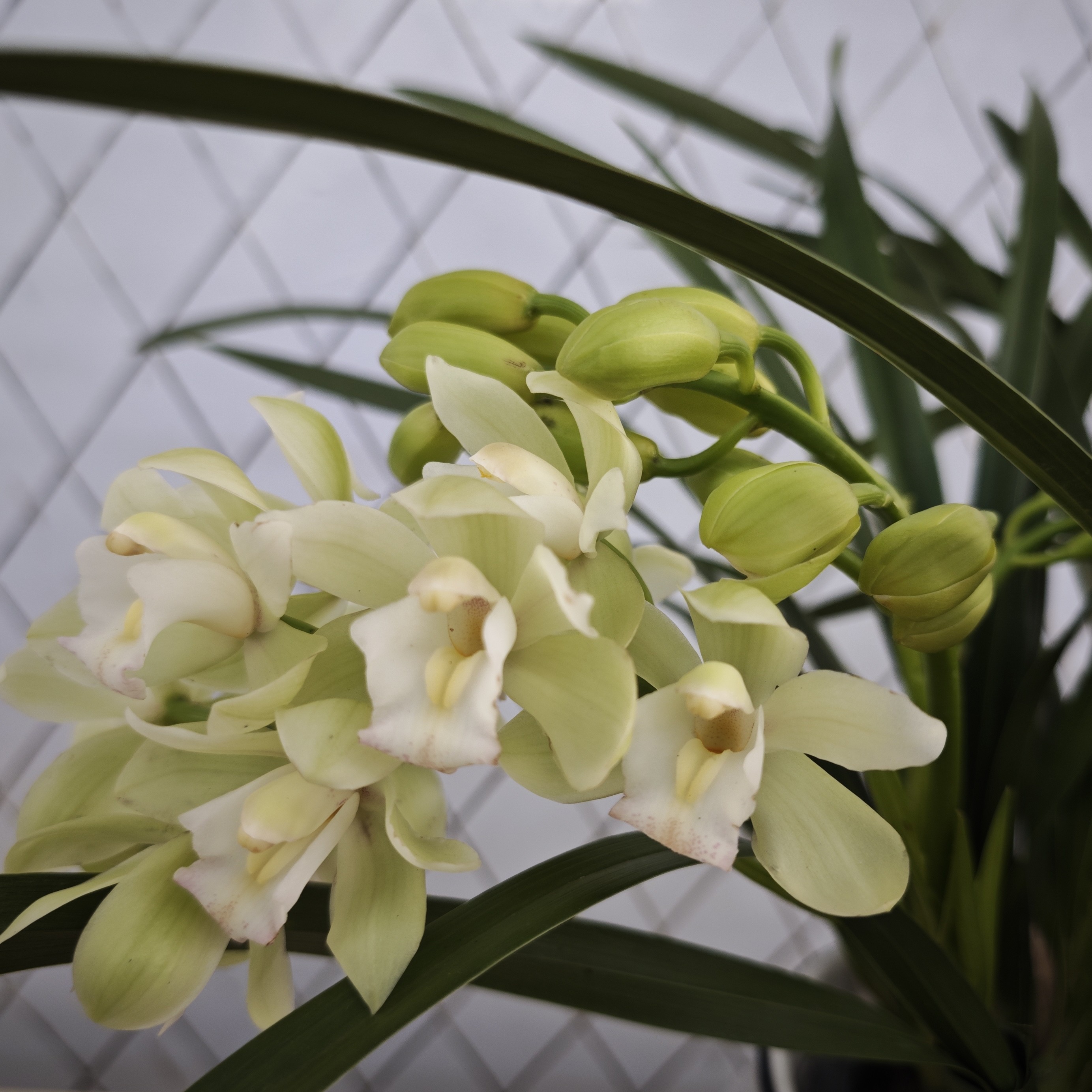 【白玉香兰】自然垂兰，清新淡雅。适合桌面，办公室摆放！（消苞不售后）