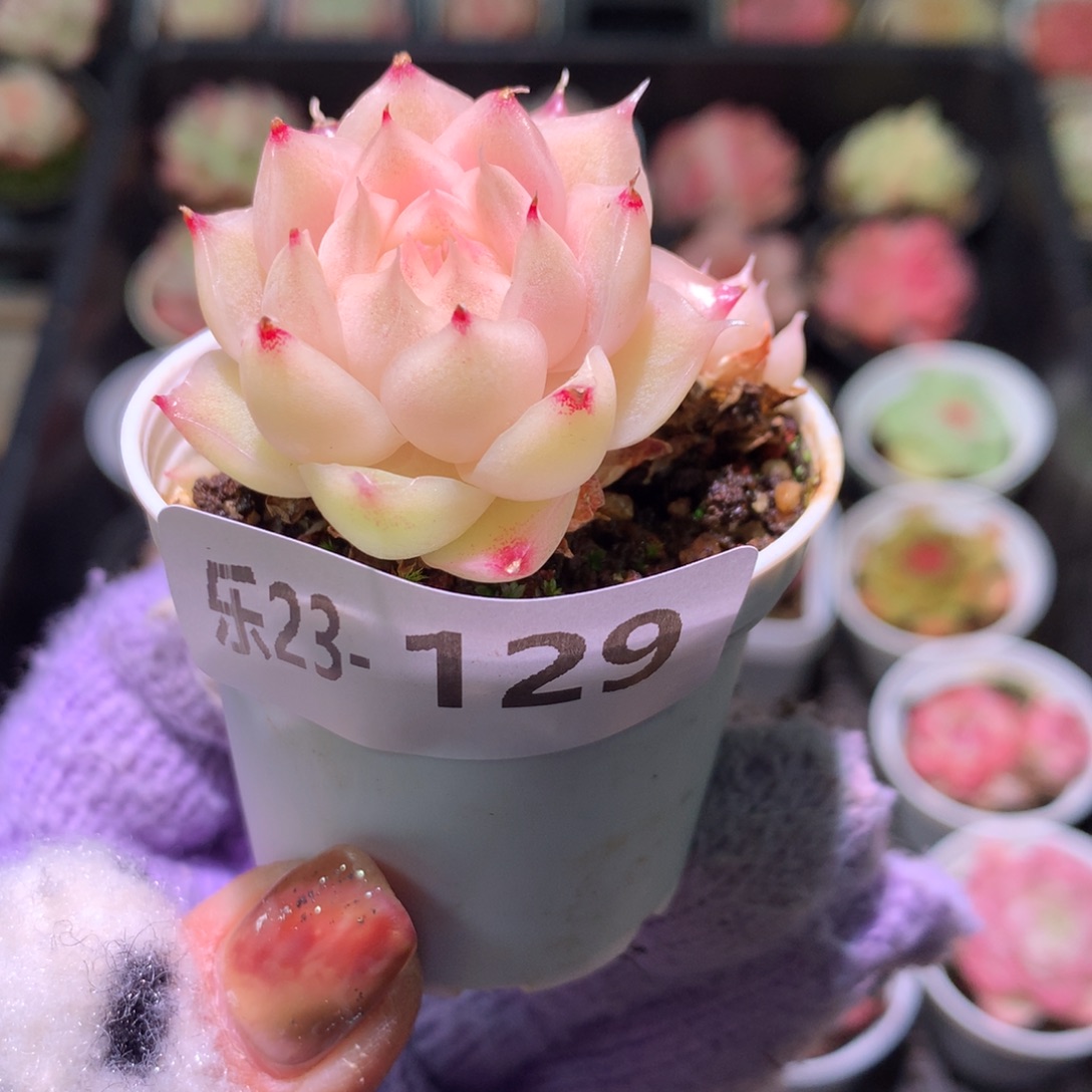 乐然23-129 麦秆 不包整