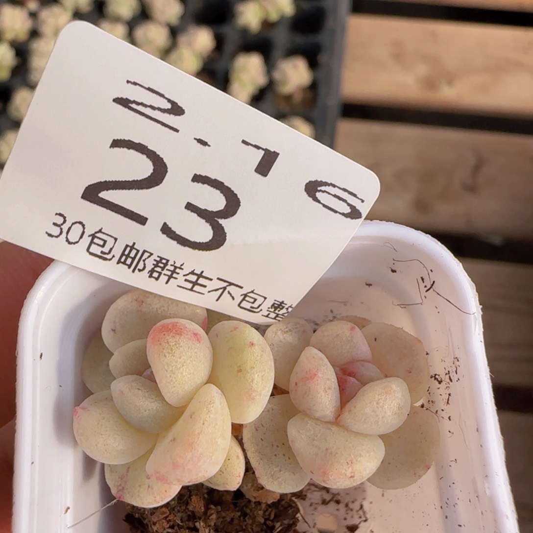 冰玉双头石化一颗脱土
