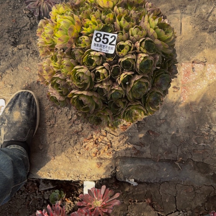 拉丝花27-50包邮花花