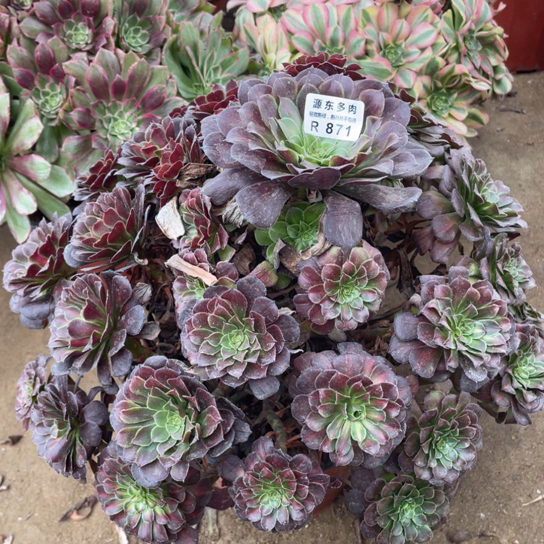 871红铜中班多肉法师断枝不包