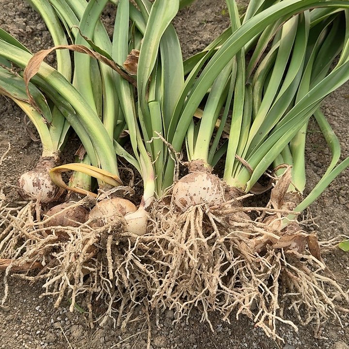 台朱或澳朱重瓣6+盲盒