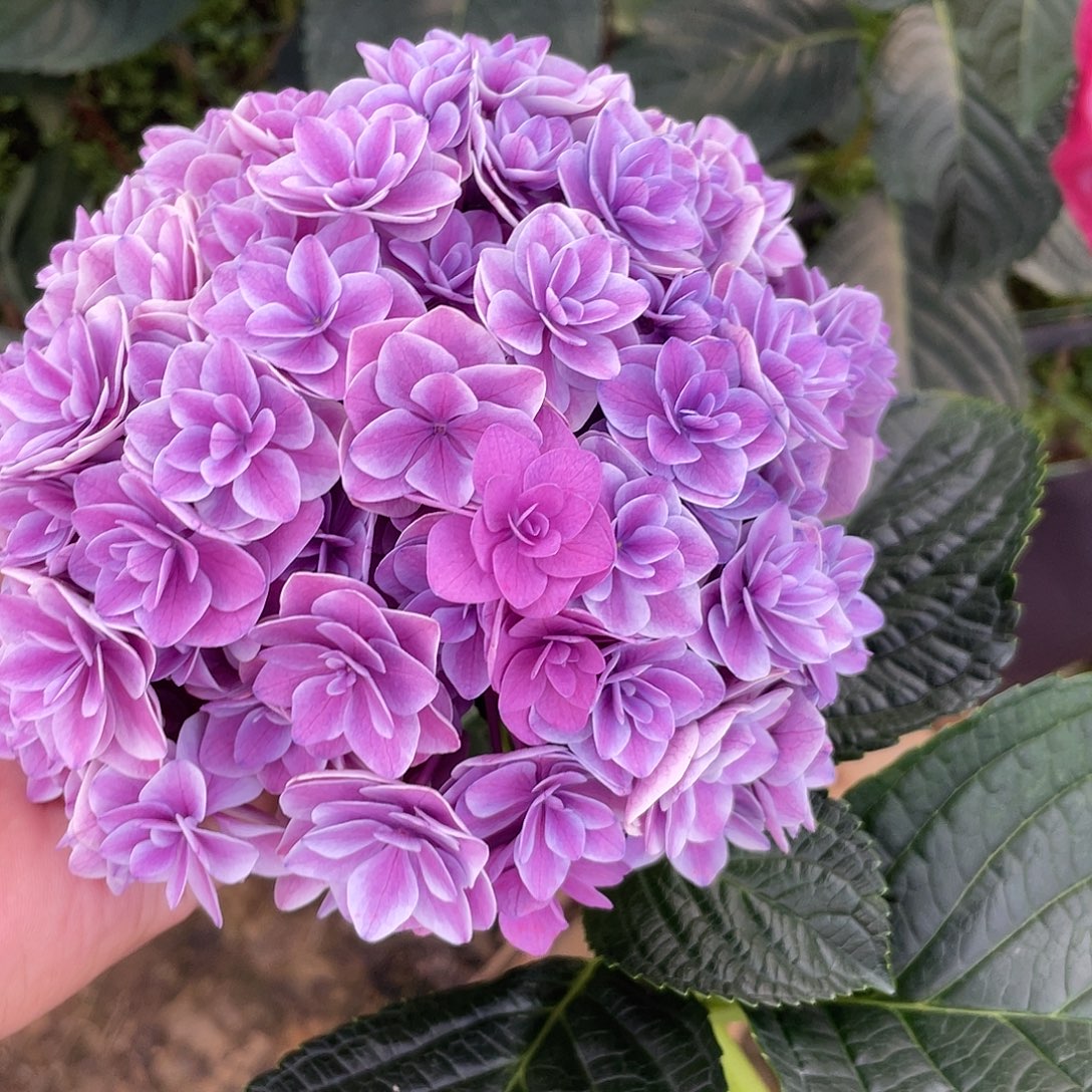 绣球切花一物一拍3枝起包邮，112