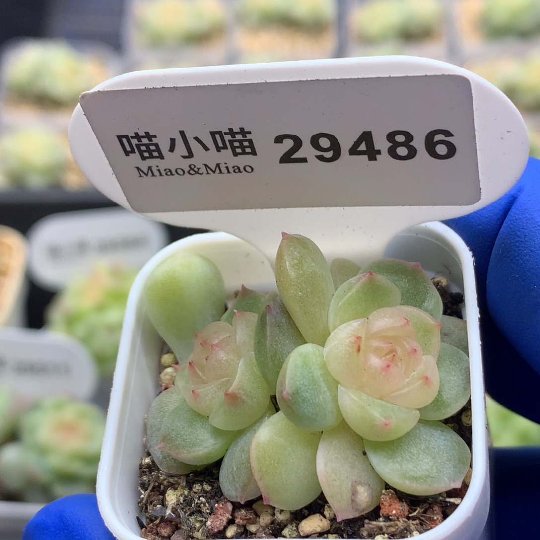 多肉植物杂交珍妮