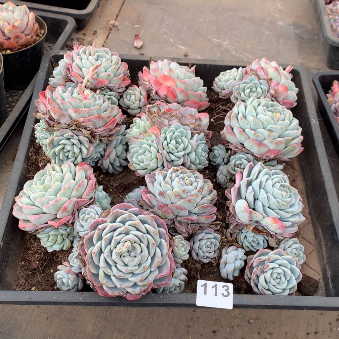 113橙子多肉植物组合