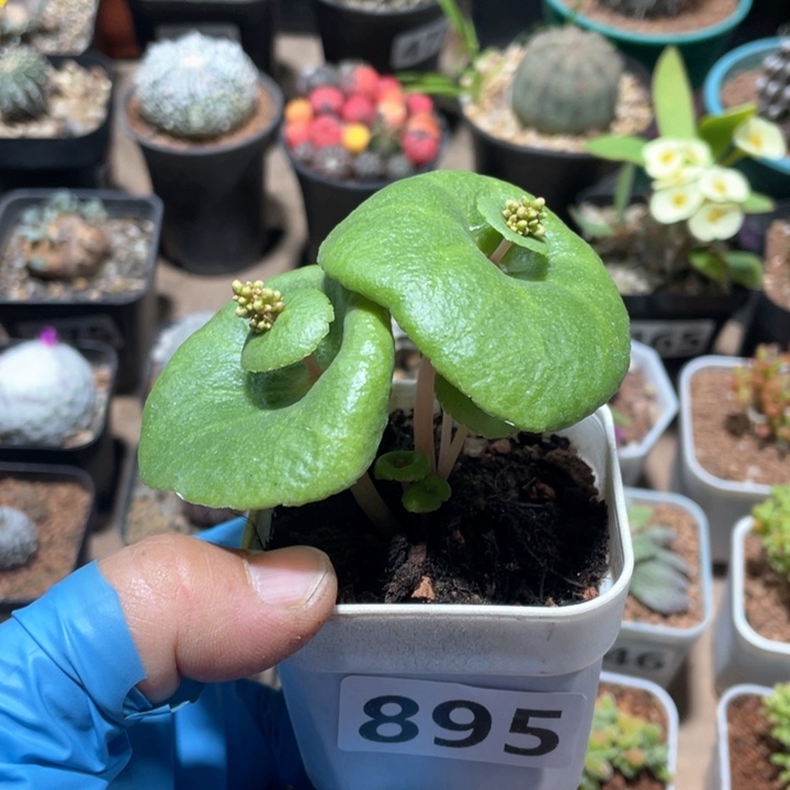 895多头小酒杯块根