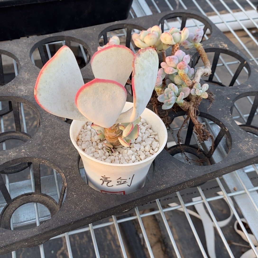 【闪购商品】亮*多肉植物