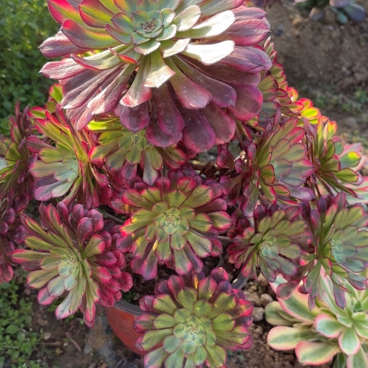 祝融多肉断枝不包31