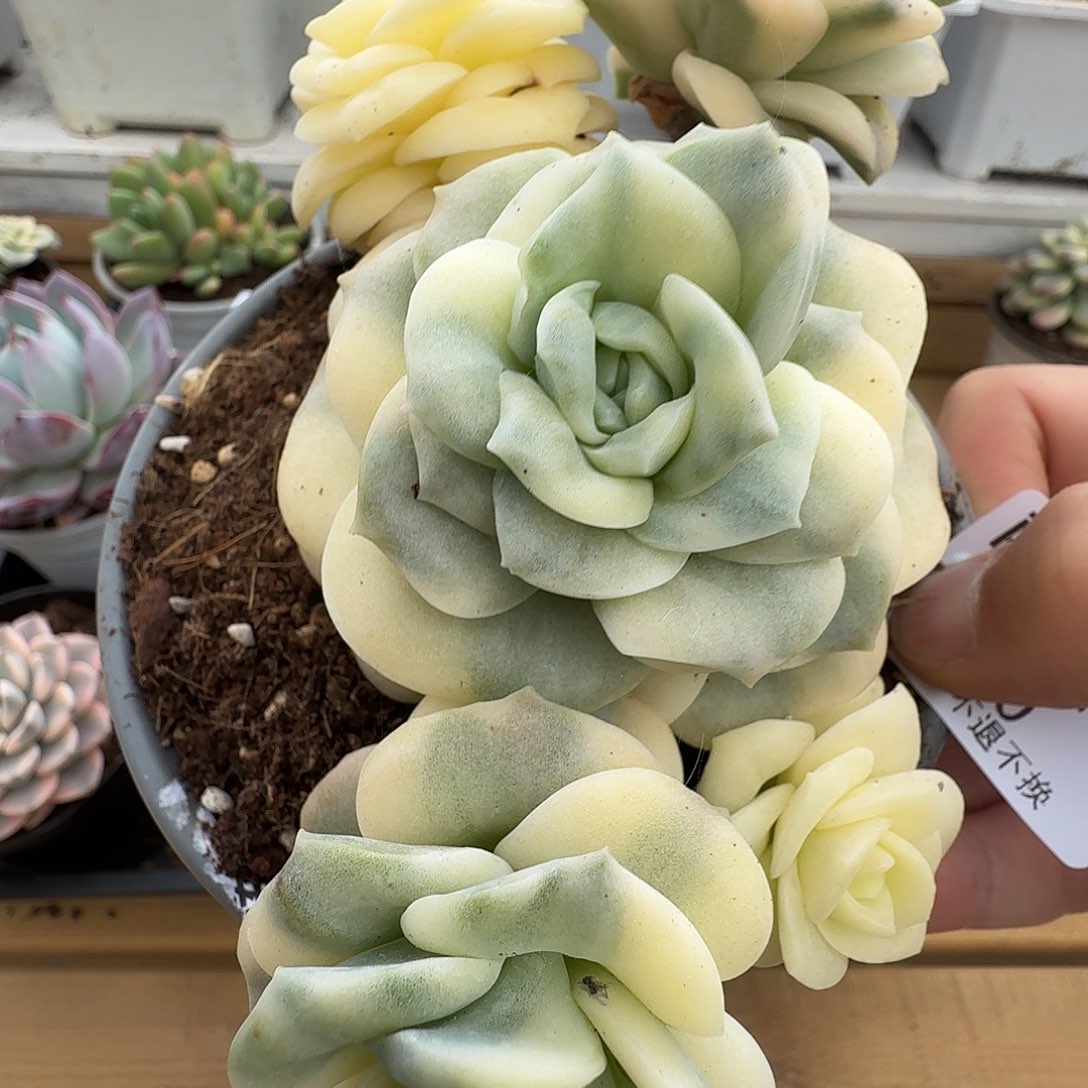 五头可爱玫瑰锦1111105-40