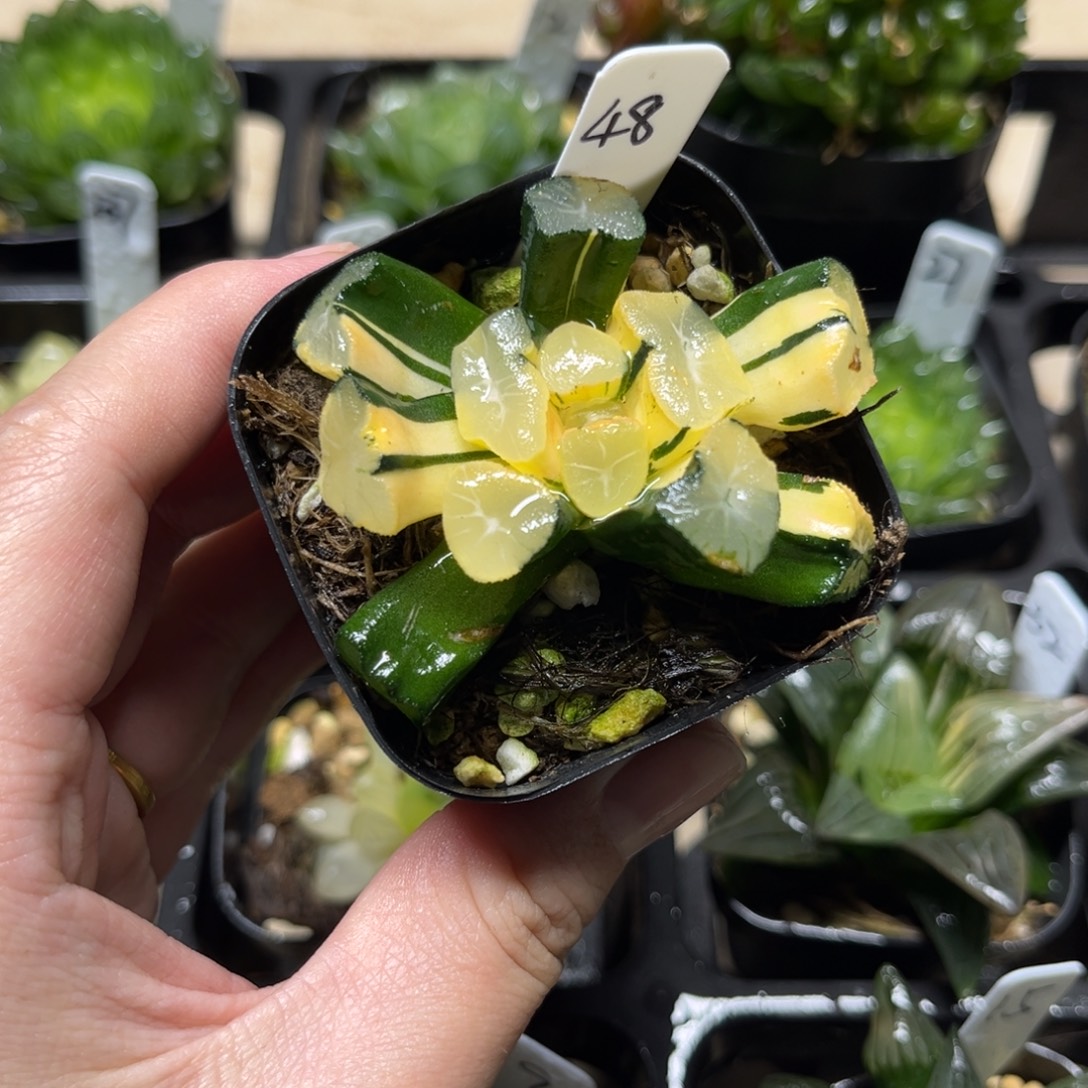 48玉龙万象锦无根介意勿拍