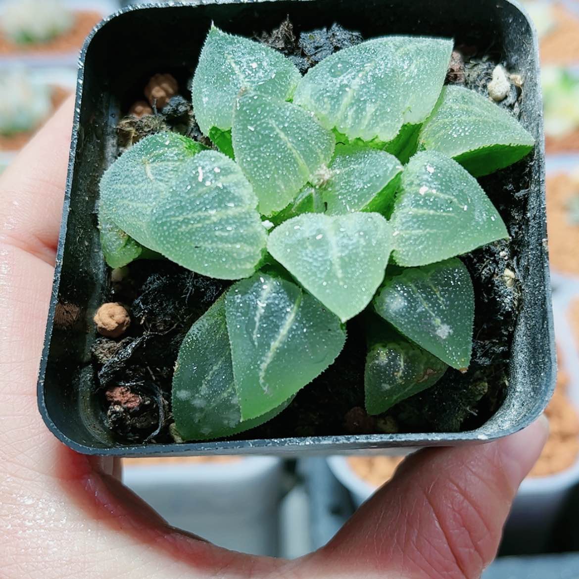 【闪购商品】翠贝寿