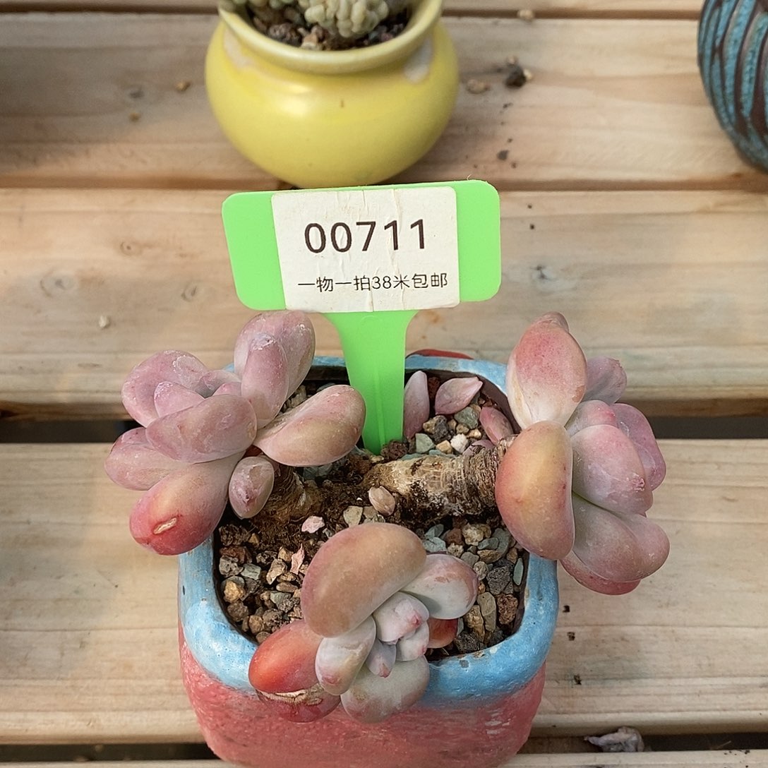 00711凑看哦哦哦哦哦