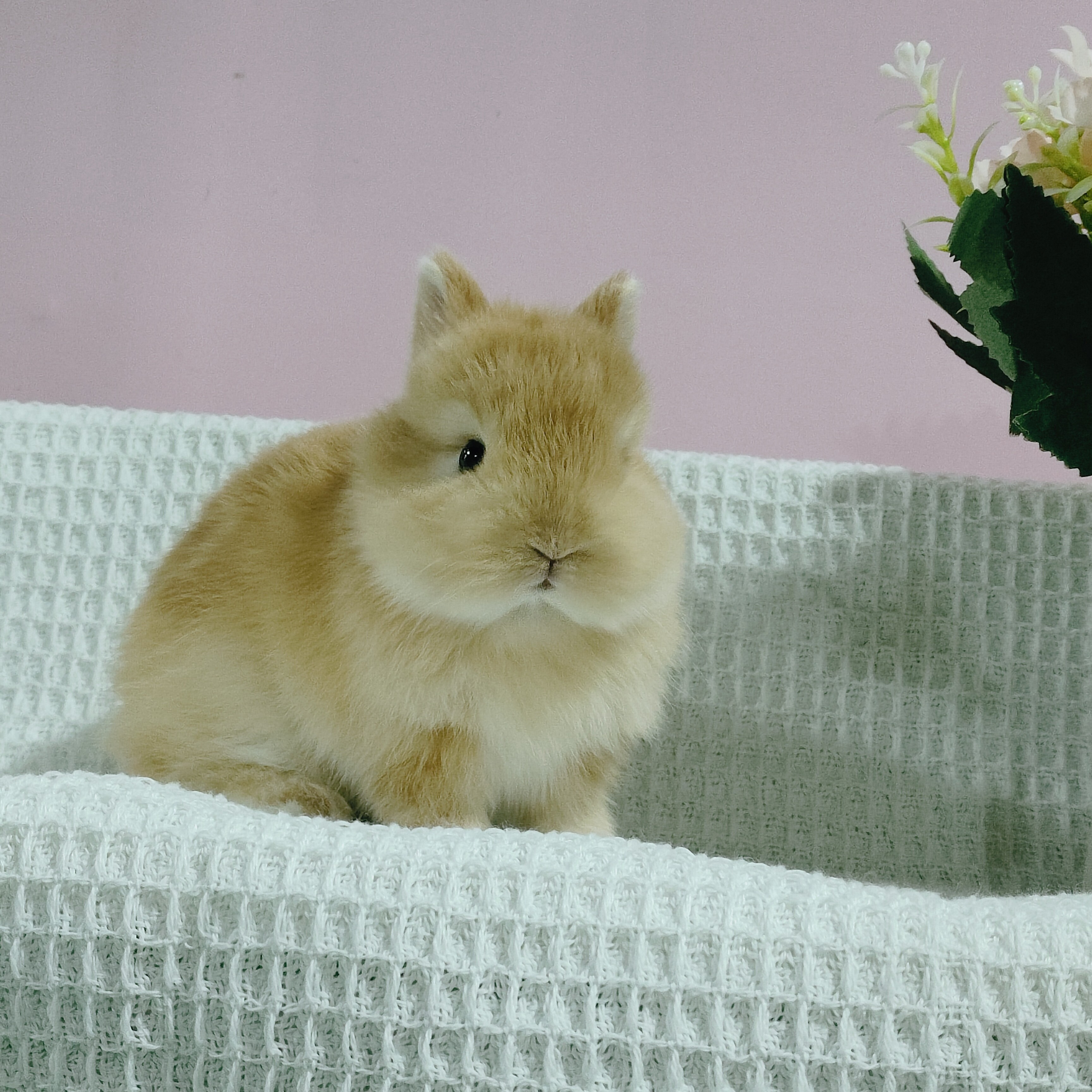 长不大迷你侏儒兔垂耳兔活体可爱亲人适合家养宠物兔