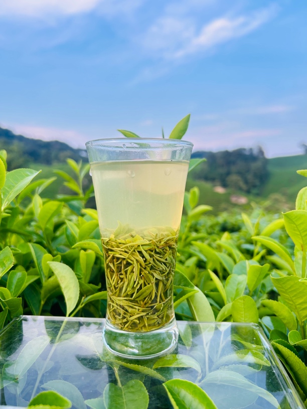 2025信阳毛尖雨前中芽