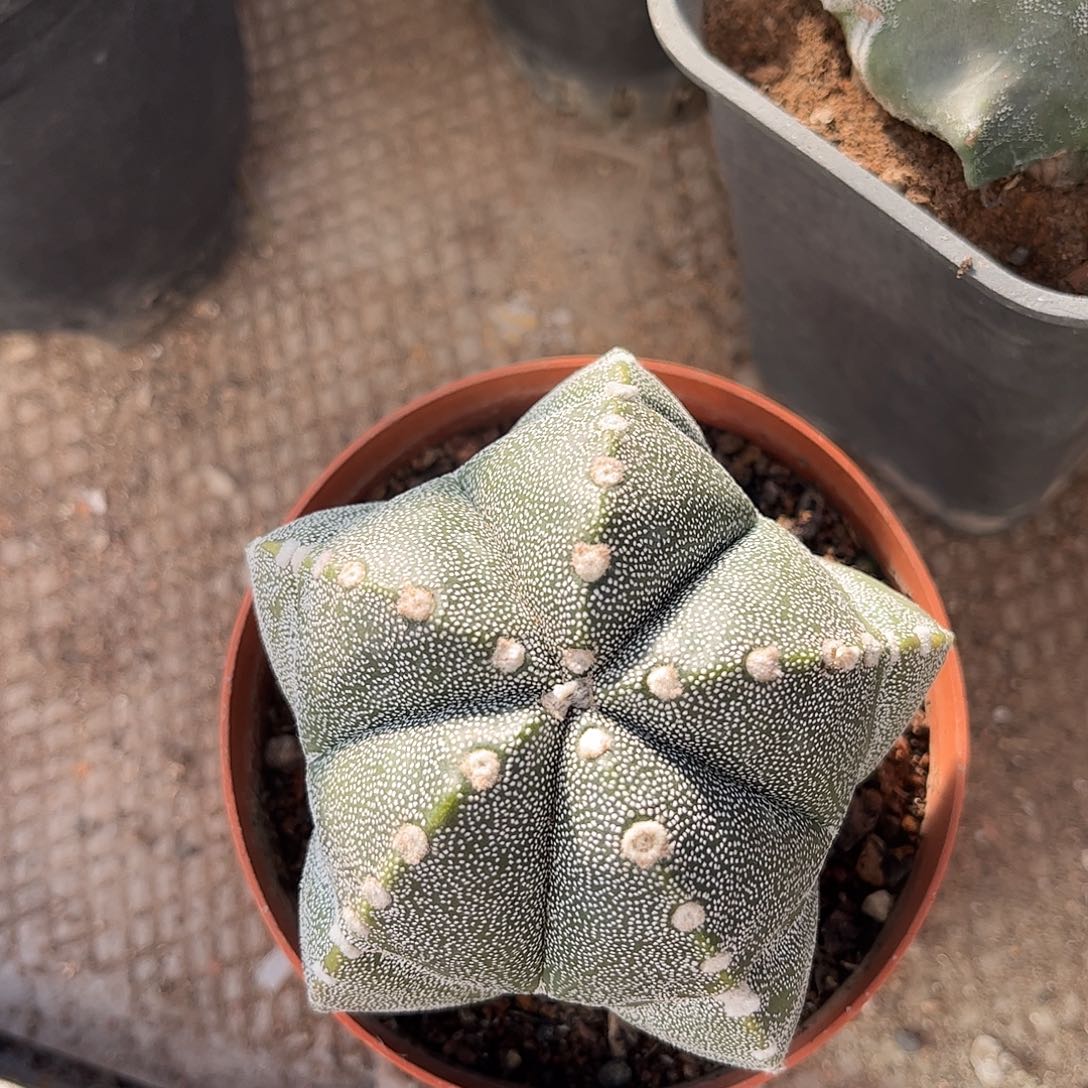 有***应无花朵鸾凤玉石生根一颗