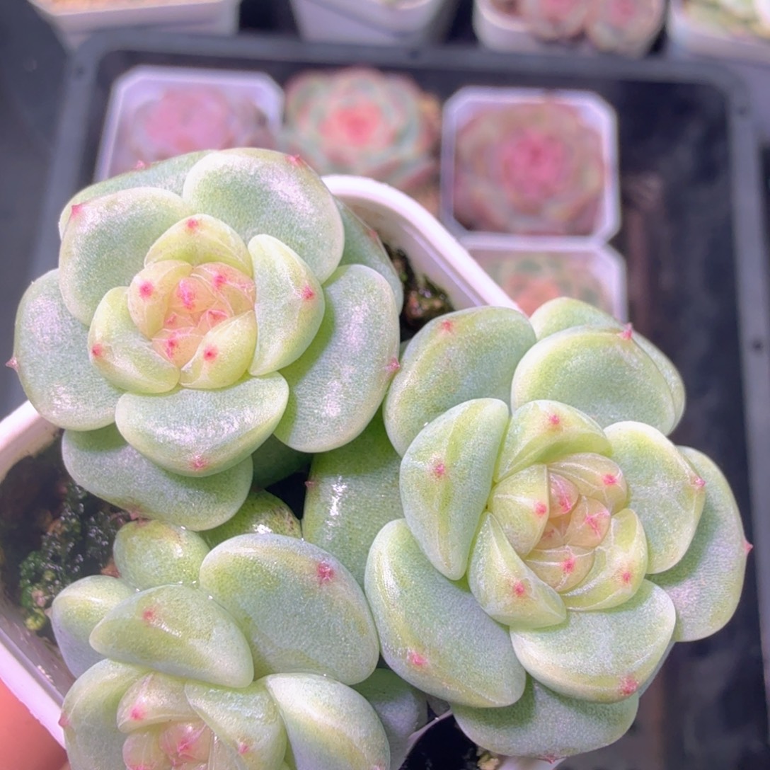 喃***辞白底甜心三头一物一拍