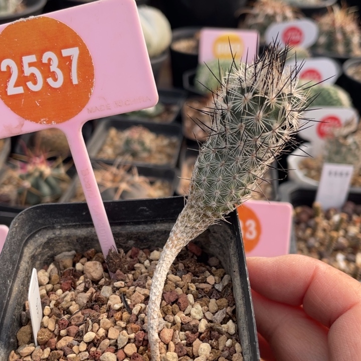 实生武辉253700000