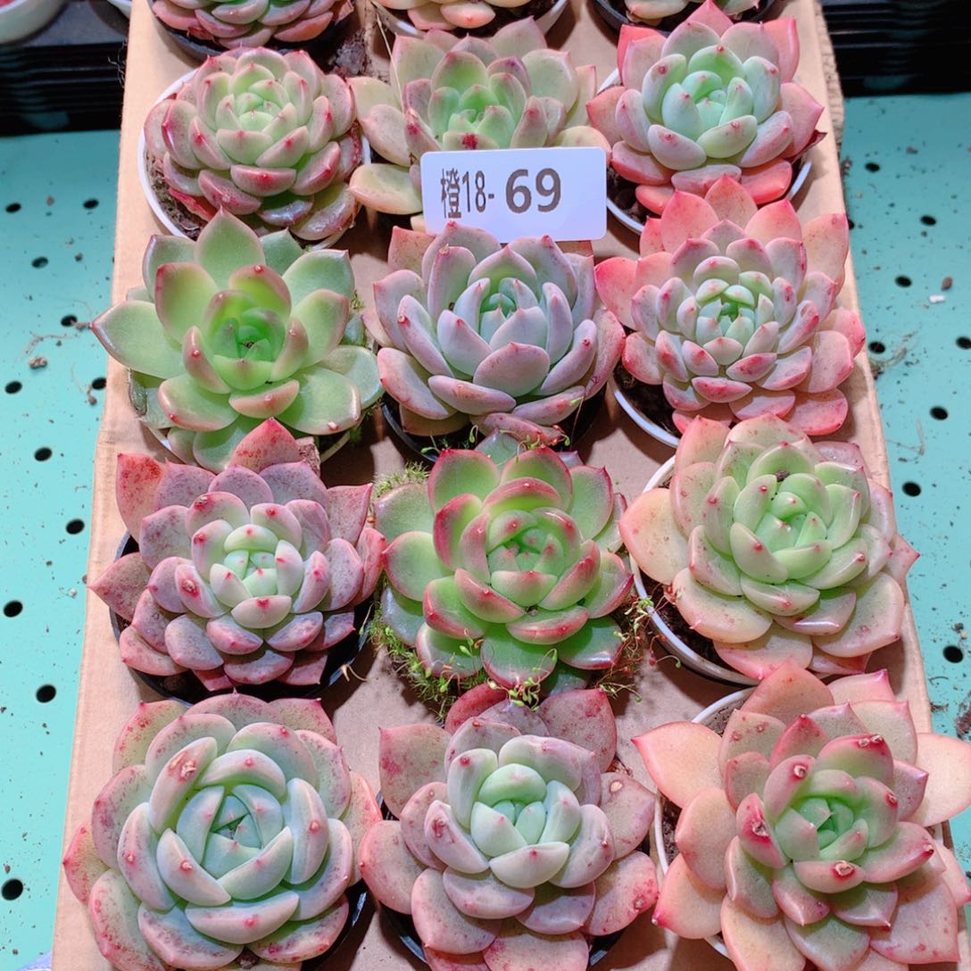 18-69一物一拍多肉带盆18颗