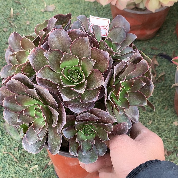 305魅金多肉植物