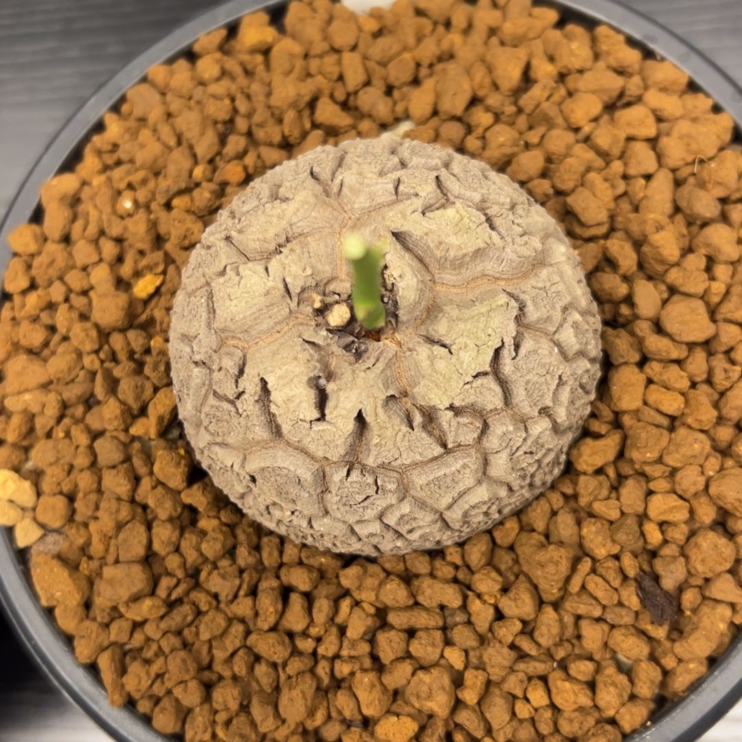 精品盆栽养定的龟甲龙1982号