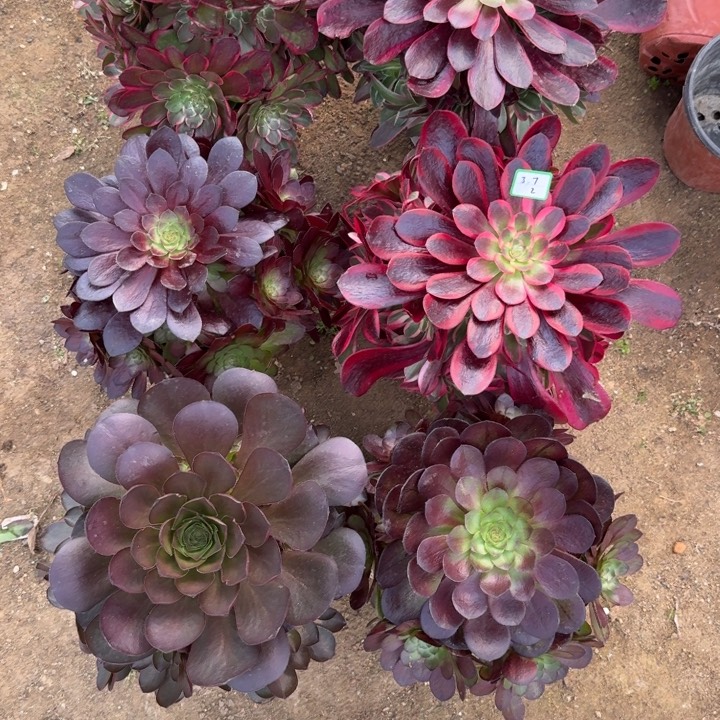 薄**生6颗多肉植物绿植2