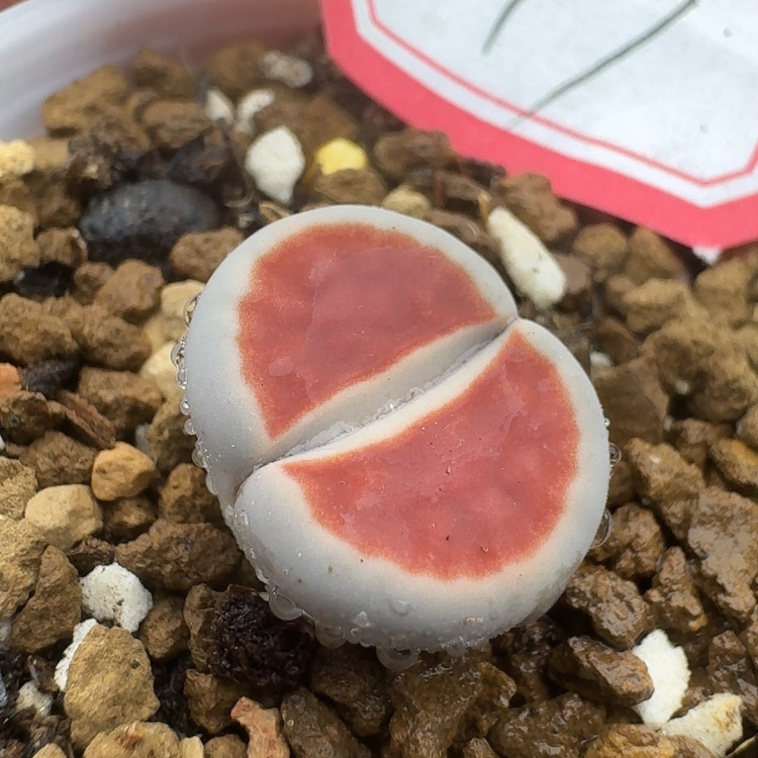 47多肉哈哈哈哈哈哈哈哈