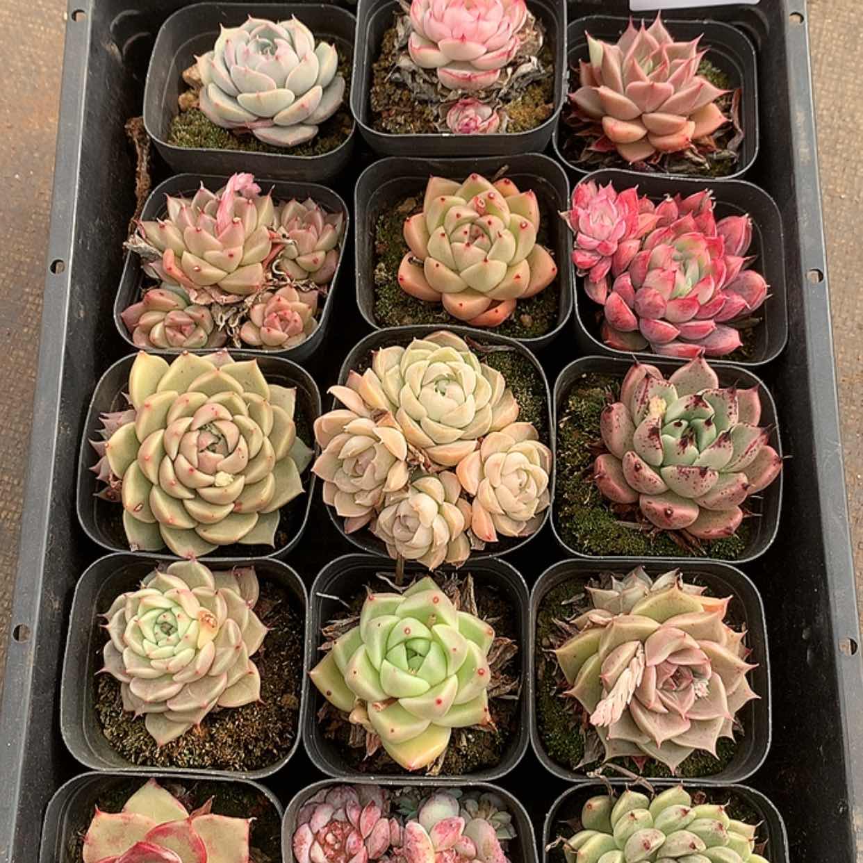 【闪购商品】云877号15颗带盆