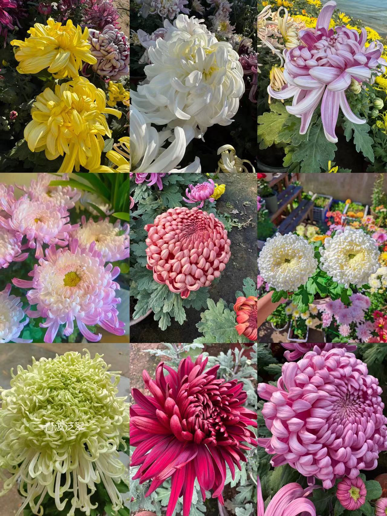 一物一拍（特价福利原盆原土发货）想留品种的再拍不包售后