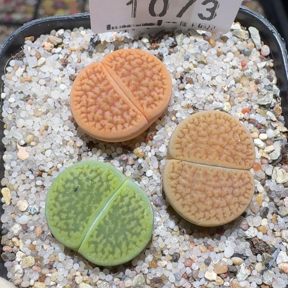 zzz美货便宜啦1073