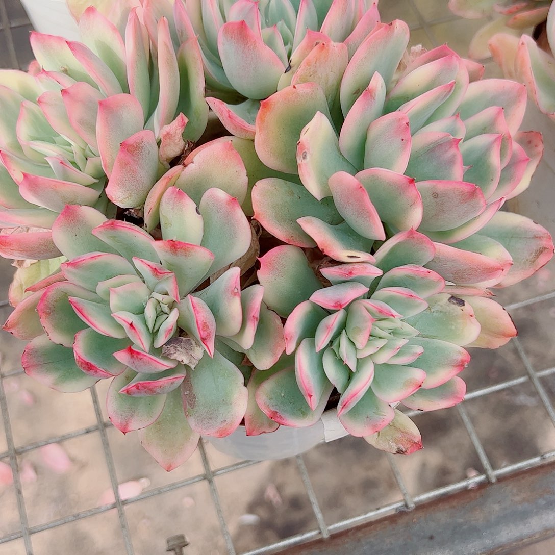 绮罗仙子锦多头群生