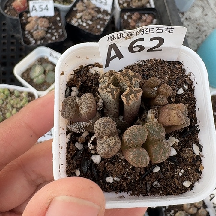 62多肉植物多肉植物