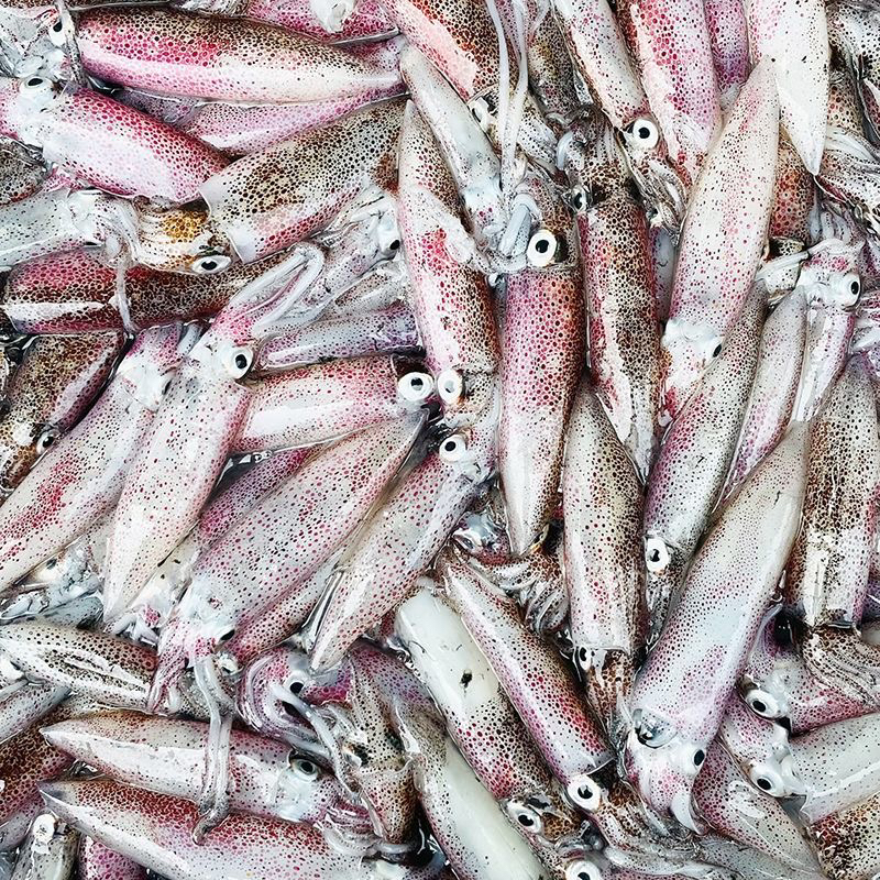 码头新鲜上岸/鱿鱼/笔管鱿鱼 顺丰京东冷链719