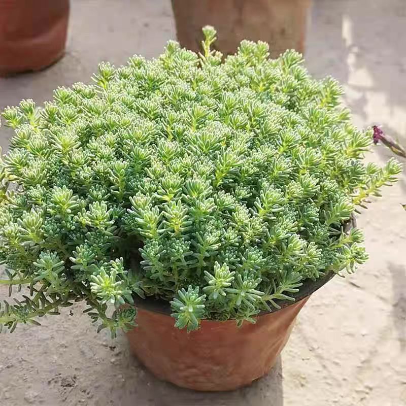 中华景天博雪万年草黄金佛甲草花境地被耐寒四季常青屋顶隔热植物