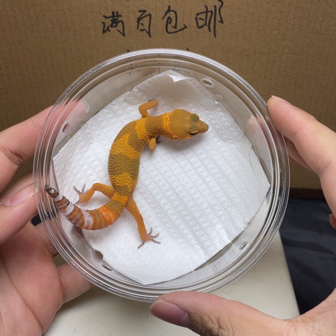 豹纹守宫蜜橘 母温