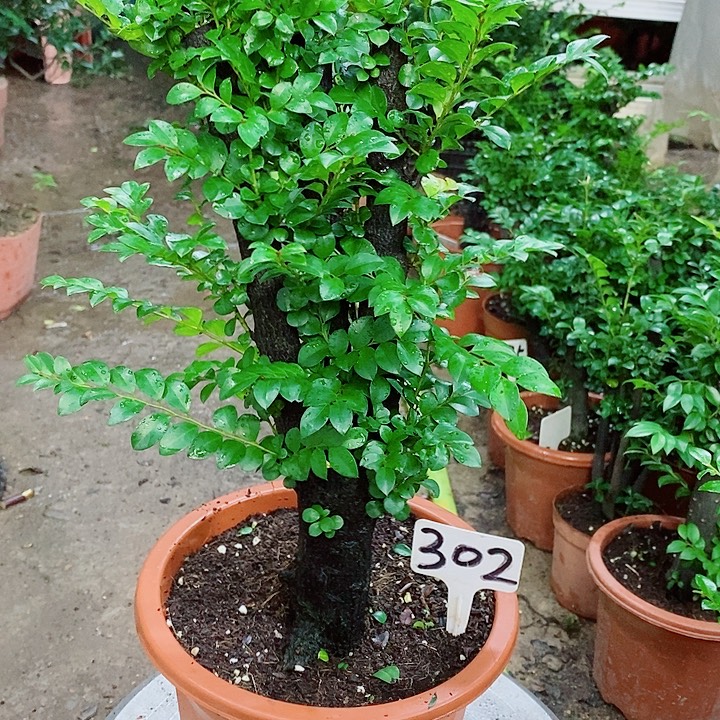 完全开放小叶紫檀